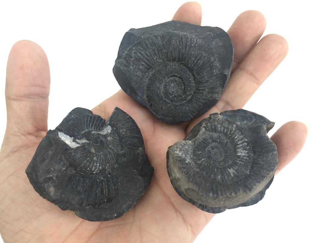 THREE AMMONITES FOSSIL ROCK Fossils Sulawesi Relic Cephalopod Marine Ammonite