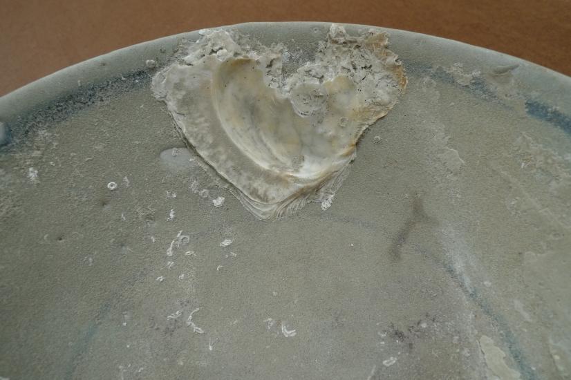 SUNKEN WRECK (1368-1644) MING DISH / BOWL / PLATE Glazed Underwater Porcelain #3