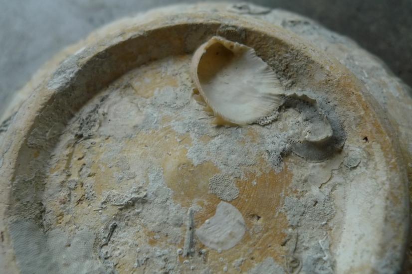 TWO GLAZED SUNG / SONG (960-1279) DISH / PLATE / BOWL Chinese Porcelain Clay #6
