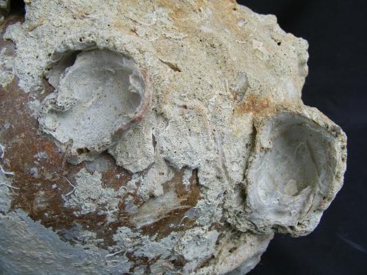 ANTIQUE AUTHENTIC Sung Dynasty Pot ~LARGE Clam & CORAL Sea artifact