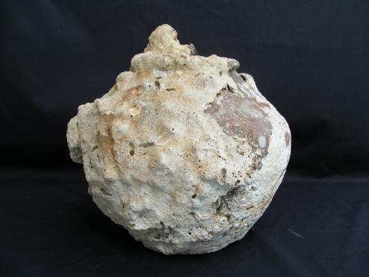 ANTIQUE AUTHENTIC Sung Dynasty Pot ~LARGE Clam & CORAL Sea artifact