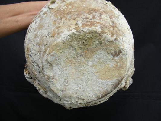 ANTIQUE AUTHENTIC Sung Dynasty Pot ~LARGE Clam & CORAL Sea artifact