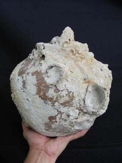 ANTIQUE AUTHENTIC Sung Dynasty Pot ~LARGE Clam & CORAL Sea artifact