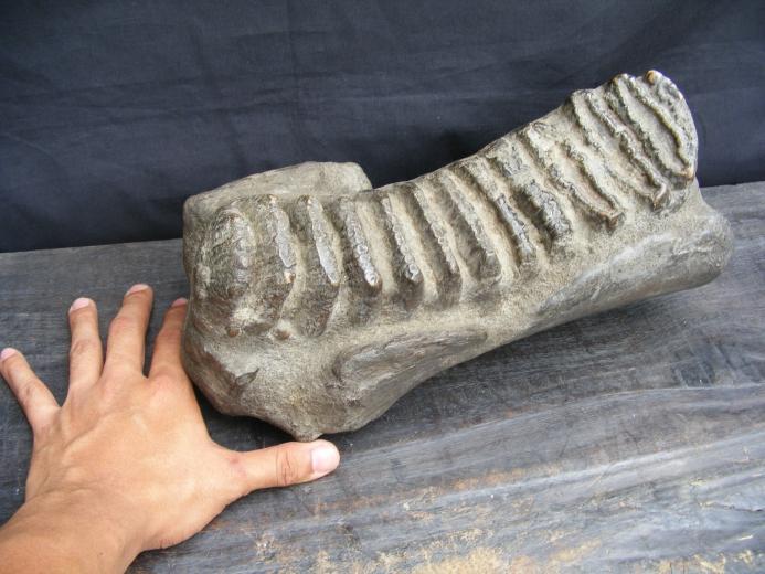 MASSIVE 12lb Stegodon or Mastadon FOSSIL B4 Dinosaur Megalodon Organic Remains