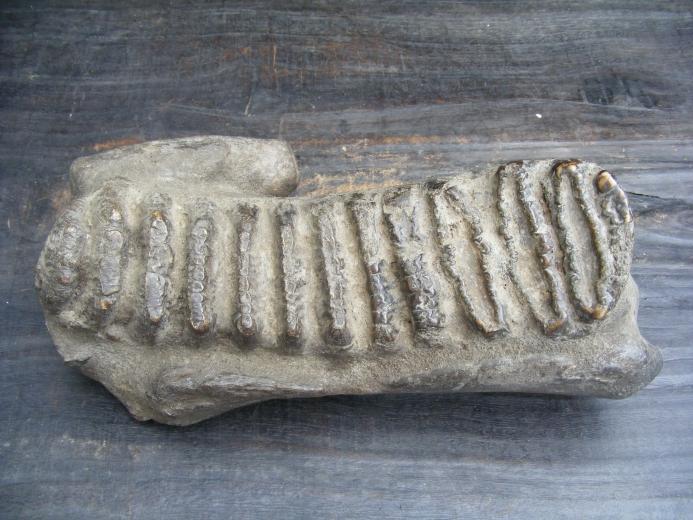 MASSIVE 12lb Stegodon or Mastadon FOSSIL B4 Dinosaur Megalodon Organic Remains
