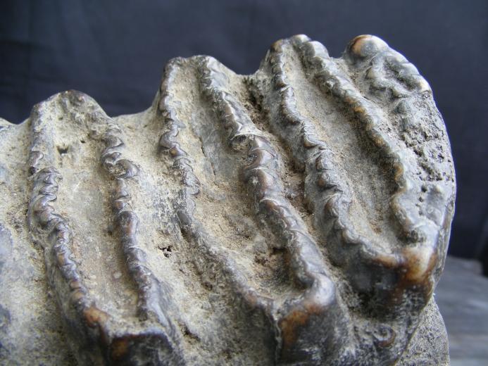 MASSIVE 12lb Stegodon or Mastadon FOSSIL B4 Dinosaur Megalodon Organic Remains