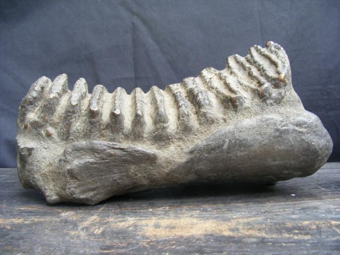 MASSIVE 12lb Stegodon or Mastadon FOSSIL B4 Dinosaur Megalodon Organic Remains