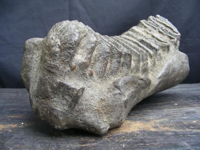 MASSIVE 12lb Stegodon or Mastadon FOSSIL B4 Dinosaur Megalodon Organic Remains