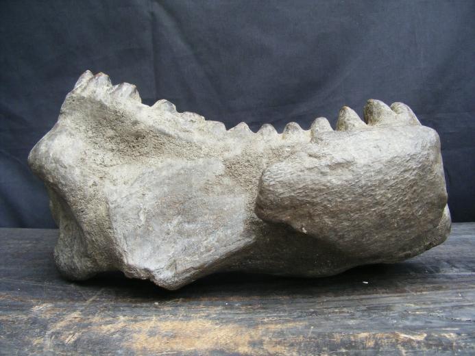 MASSIVE 12lb Stegodon or Mastadon FOSSIL B4 Dinosaur Megalodon Organic Remains