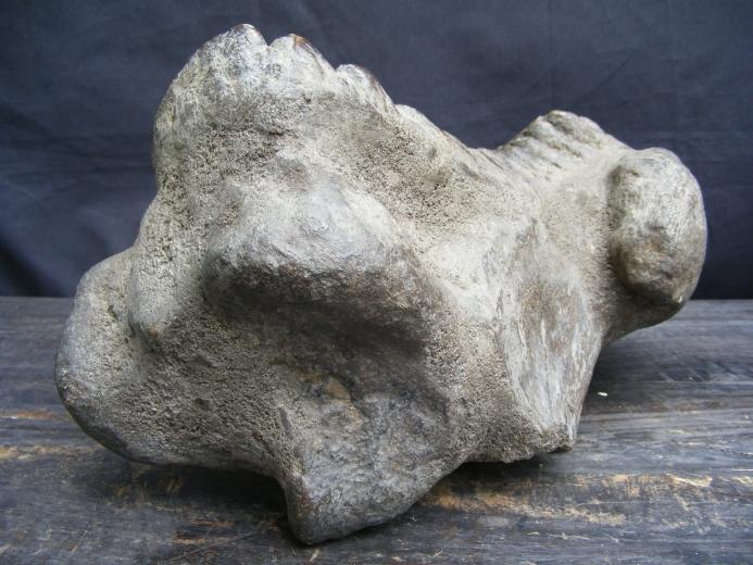 MASSIVE 12lb Stegodon or Mastadon FOSSIL B4 Dinosaur Megalodon Organic Remains