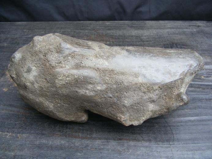 MASSIVE 12lb Stegodon or Mastadon FOSSIL B4 Dinosaur Megalodon Organic Remains