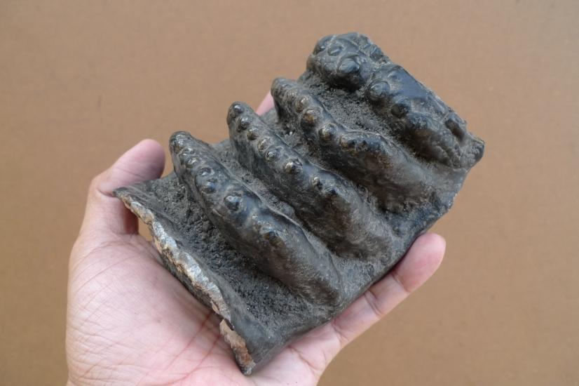 AUTHENTIC FOSSIL 140mm/ 5.5 STEGODON / MASTADON Fossils Teeth Bone Prehistoric