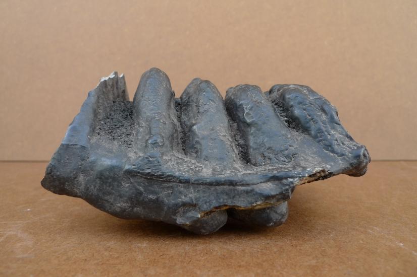 AUTHENTIC FOSSIL 140mm/ 5.5 STEGODON / MASTADON Fossils Teeth Bone Prehistoric