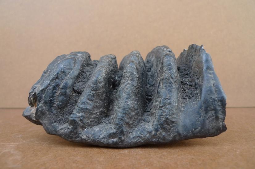 AUTHENTIC FOSSIL 140mm/ 5.5 STEGODON / MASTADON Fossils Teeth Bone Prehistoric