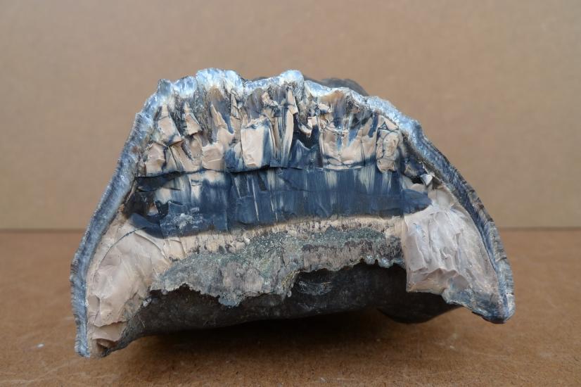 AUTHENTIC FOSSIL 140mm/ 5.5 STEGODON / MASTADON Fossils Teeth Bone Prehistoric