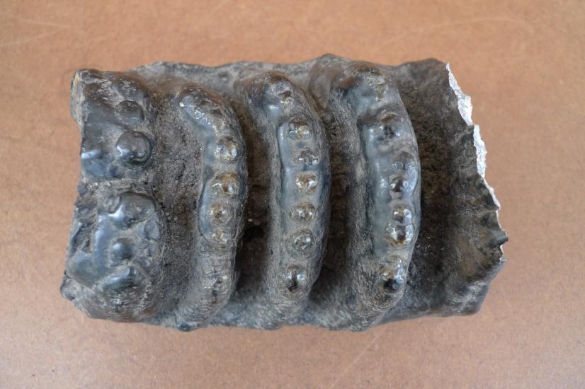 AUTHENTIC FOSSIL 140mm/ 5.5 STEGODON / MASTADON Fossils Teeth Bone Prehistoric