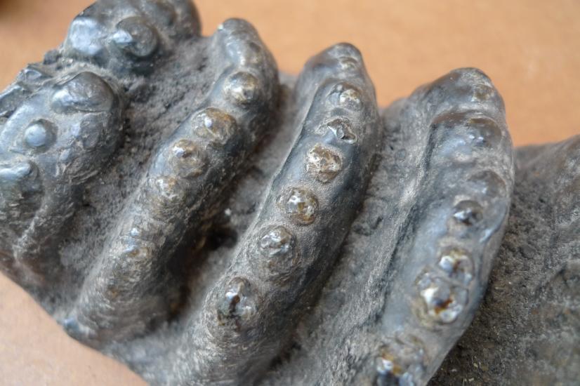 AUTHENTIC FOSSIL 140mm/ 5.5 STEGODON / MASTADON Fossils Teeth Bone Prehistoric