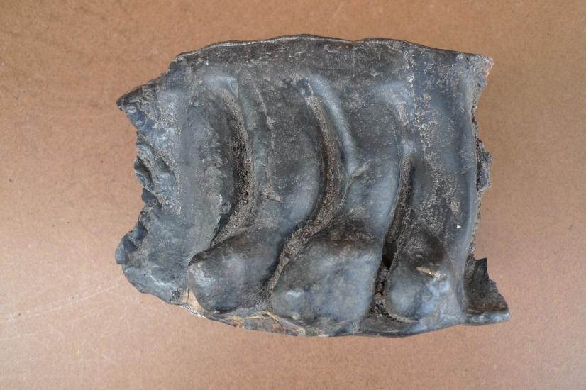 AUTHENTIC FOSSIL 140mm/ 5.5 STEGODON / MASTADON Fossils Teeth Bone Prehistoric