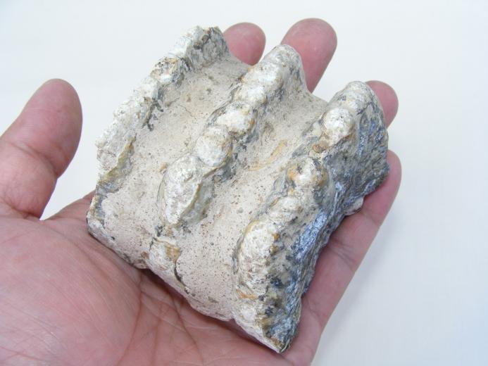 #9 FOSSILS Stegodon or Mastadon Extinct Mammal Animal Specimen Organic Remains