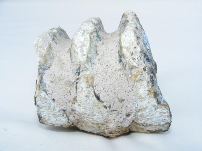 #9 FOSSILS Stegodon or Mastadon Extinct Mammal Animal Specimen Organic Remains