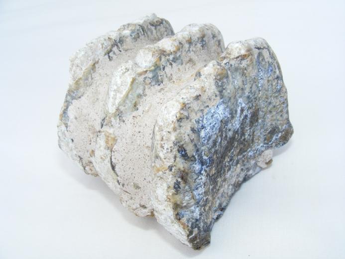 #9 FOSSILS Stegodon or Mastadon Extinct Mammal Animal Specimen Organic Remains