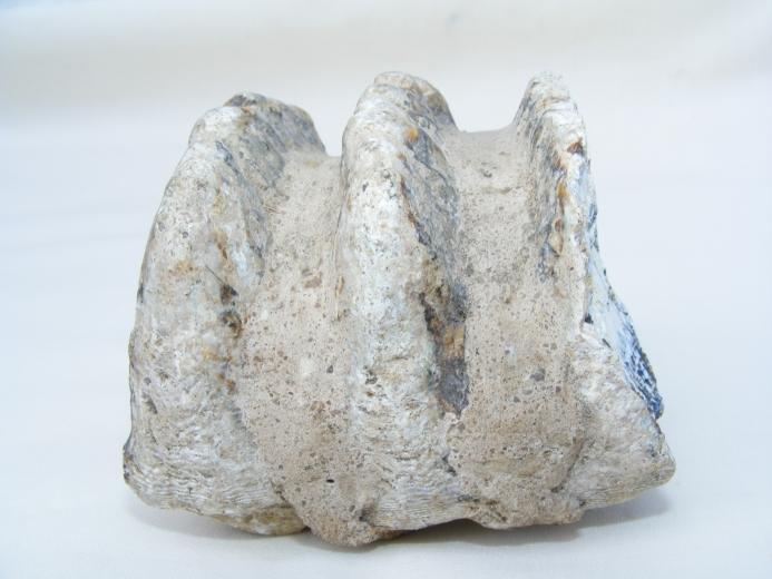 #9 FOSSILS Stegodon or Mastadon Extinct Mammal Animal Specimen Organic Remains