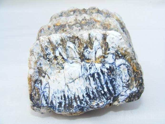 #9 FOSSILS Stegodon or Mastadon Extinct Mammal Animal Specimen Organic Remains