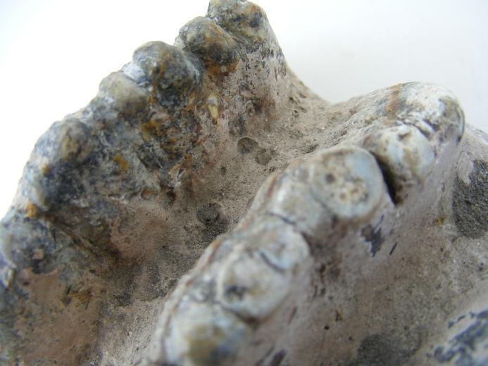 #10 FOSSIL Stegodon Vertebrate Mammal RIDGE MOLAR TEETH Organic Remains Relic