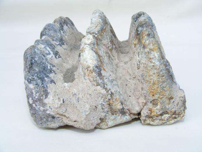 #10 FOSSIL Stegodon Vertebrate Mammal RIDGE MOLAR TEETH Organic Remains Relic