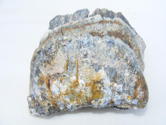 #10 FOSSIL Stegodon Vertebrate Mammal RIDGE MOLAR TEETH Organic Remains Relic