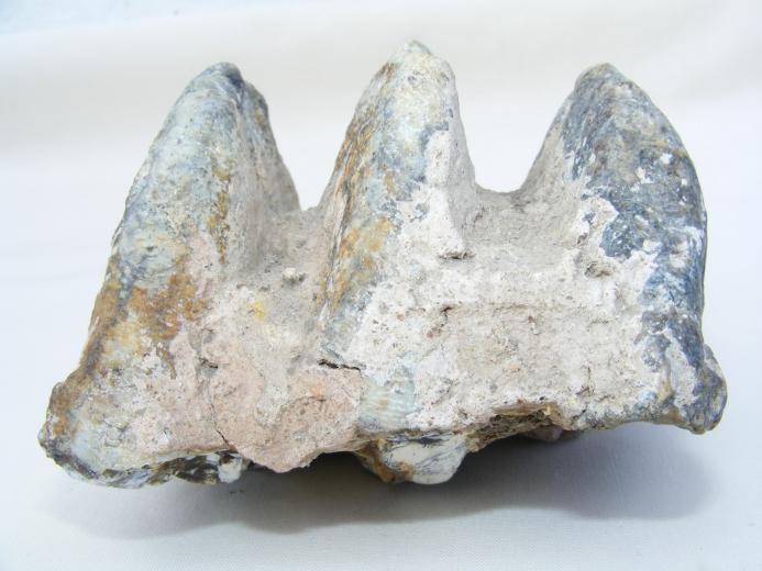 #10 FOSSIL Stegodon Vertebrate Mammal RIDGE MOLAR TEETH Organic Remains Relic
