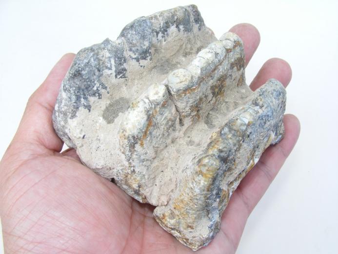 #10 FOSSIL Stegodon Vertebrate Mammal RIDGE MOLAR TEETH Organic Remains Relic
