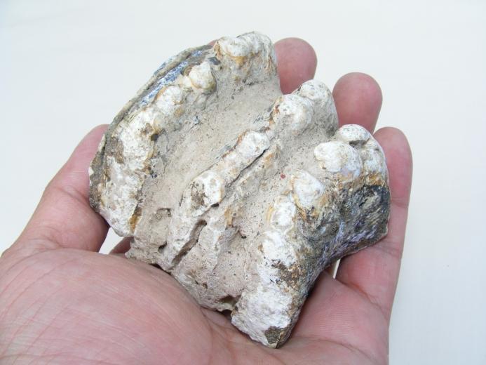 #2 Prehistoric fossil ~ Stegodon Fossils ~ Ridge Molar Organic Remains BIG TEETH