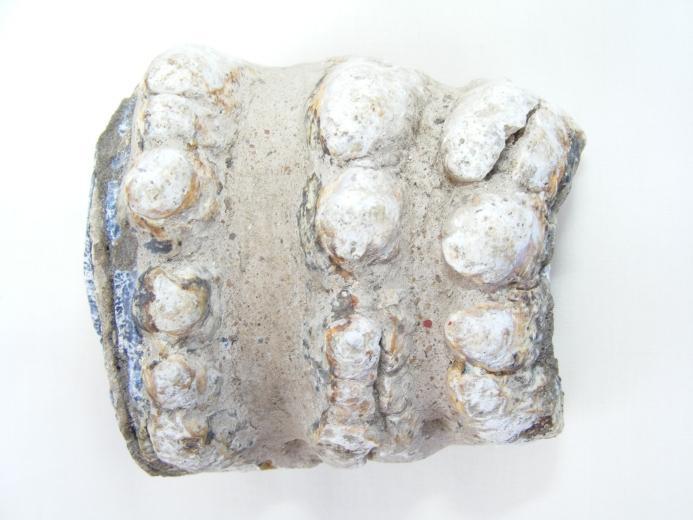 #2 Prehistoric fossil ~ Stegodon Fossils ~ Ridge Molar Organic Remains BIG TEETH
