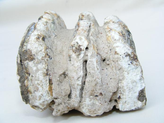 #2 Prehistoric fossil ~ Stegodon Fossils ~ Ridge Molar Organic Remains BIG TEETH
