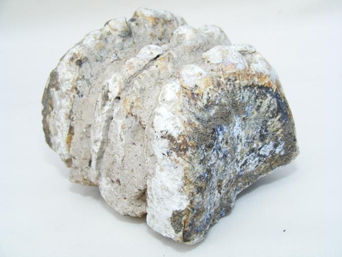 #2 Prehistoric fossil ~ Stegodon Fossils ~ Ridge Molar Organic Remains BIG TEETH