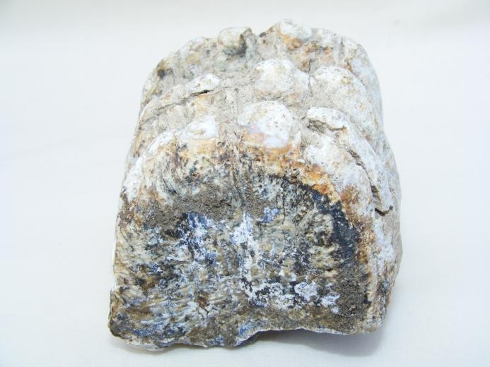 #2 Prehistoric fossil ~ Stegodon Fossils ~ Ridge Molar Organic Remains BIG TEETH