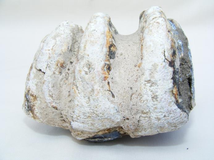 #2 Prehistoric fossil ~ Stegodon Fossils ~ Ridge Molar Organic Remains BIG TEETH