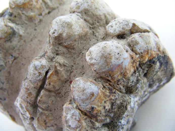 #2 Prehistoric fossil ~ Stegodon Fossils ~ Ridge Molar Organic Remains BIG TEETH