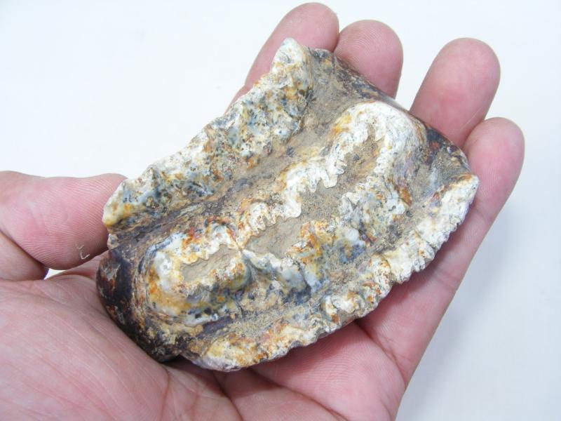 RARE Stegodon Mammoth Giant Fossil Teeth Tooth Skeleton Bone Dinosaur