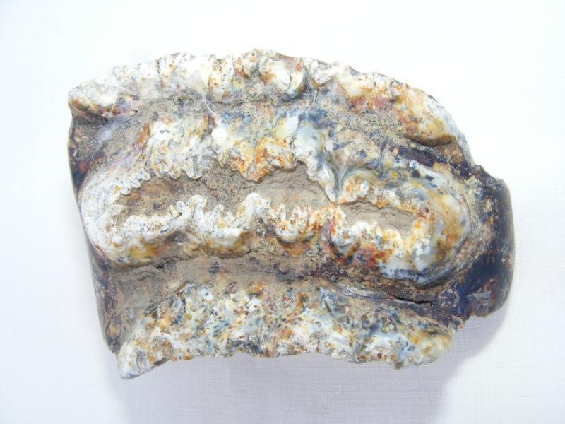 RARE Stegodon Mammoth Giant Fossil Teeth Tooth Skeleton Bone Dinosaur