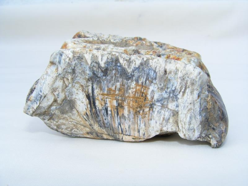 RARE Stegodon Mammoth Giant Fossil Teeth Tooth Skeleton Bone Dinosaur