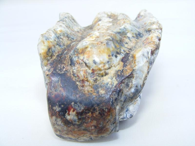 RARE Stegodon Mammoth Giant Fossil Teeth Tooth Skeleton Bone Dinosaur