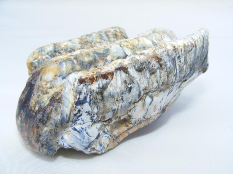RARE Stegodon Mammoth Giant Fossil Teeth Tooth Skeleton Bone Dinosaur