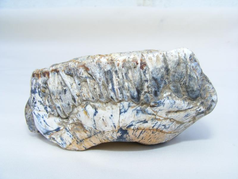 RARE Stegodon Mammoth Giant Fossil Teeth Tooth Skeleton Bone Dinosaur