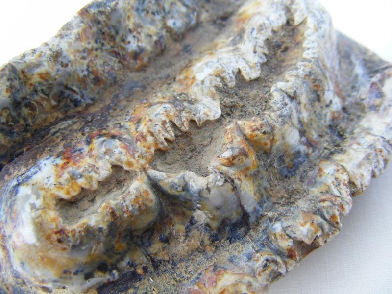 RARE Stegodon Mammoth Giant Fossil Teeth Tooth Skeleton Bone Dinosaur