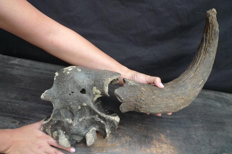 FOSSILS ANCIENT BUFFALO Skull & Antler Fossil Sulawesi Organic Remains Relic