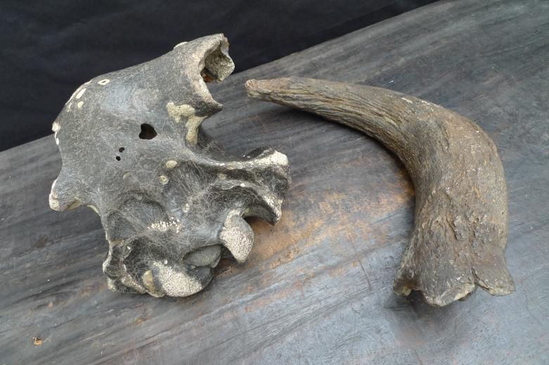 FOSSILS ANCIENT BUFFALO Skull & Antler Fossil Sulawesi Organic Remains Relic