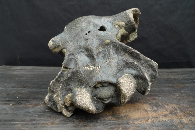FOSSILS ANCIENT BUFFALO Skull & Antler Fossil Sulawesi Organic Remains Relic