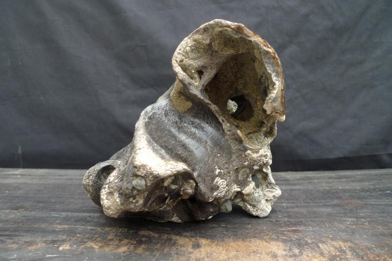 FOSSILS ANCIENT BUFFALO Skull & Antler Fossil Sulawesi Organic Remains Relic